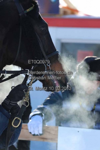 ET0Q0979 prot